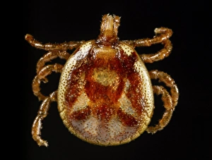 Gerahmter Druck : Ameisenlöwe Tick Gerahmter Druck : Ameisenlöwe Tick