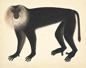 John Reeves Collection Drucke: Monkey, artwork C016 / 5990