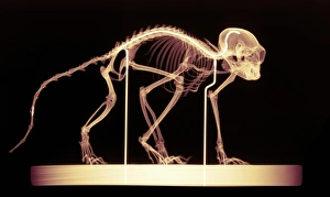 Drucke von Marmor-Skelett. Farbiges Röntgenbild eines Marmosets (Gattung Callithrix). Das Tier wird durch Drahtvorhänge (weiße horizontale Linien) festgehalten, die an einem Untergrundbecken befestigt sind Bilder Datiert 2004 Dezember: Affenschädel