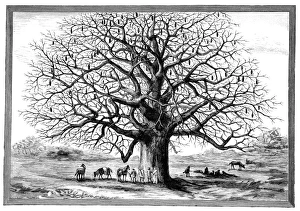Adansonia Digitata Drucke: Monkeybread tree, 19th century