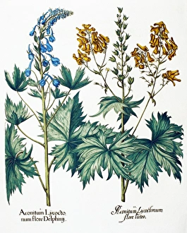 Hortus Eystettensis Book Drucke: Monkshead flowers