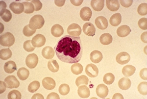 Immune System Cells Drucke: Monocyte blood cell, light micrograph