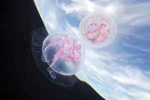 Mondschwamm (Aurelia aurita) C015/7674