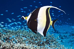 Tropical Ocean Photography Drucke: Moorish idol