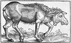 16th Century Wildlife Art Drucke: Moose, historical artwork