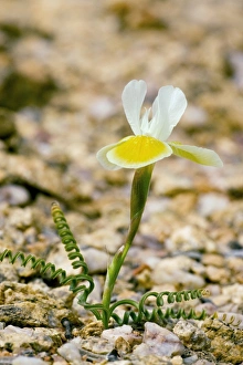 South African Wildflowers Drucke: Moraea serpentina