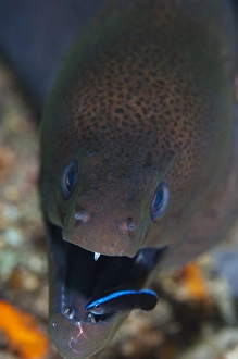 Bilder Datiert 12. März 2013: Maurer-Aal wird von Wrasse gereinigt