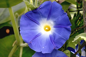 Morning Glory Flower Drucke: Morning glory
