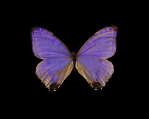 Guyana Wildlife Drucke: Morpho butterfly