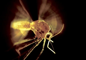 Nectar Feeding Insects Drucke: Mosquito