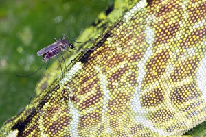 Ecuador Rainforest Animals Drucke: Mosquito feeding on a lizard