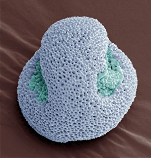 Pollen Grain Structure SEM Drucke: Mosquito grass pollen, SEM