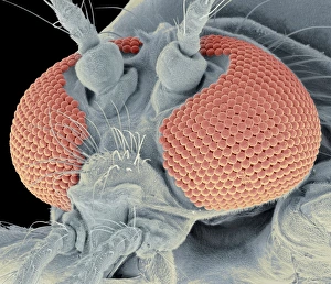 Drucke von Der Kopf eines Moskitos, farbiges Skanningelektronenmikroskopbild (SEM) des Kopfes einer Mücke mit seinen großen Komplexaugen Bilder Datiert 2012 Januar: Mückenkopf, SEM
