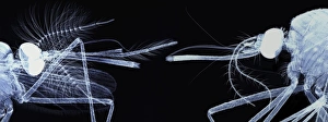 Entomology Images Drucke: Mosquito heads, light micrograph