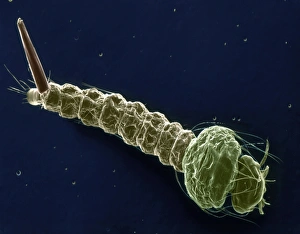 Aquatic Invertebrates Drucke: Mosquito larva