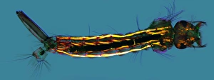 Polarised Light Micrograph Drucke: Mosquito larva, light micrograph