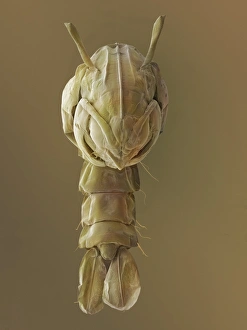 Mückenlarve, SEM