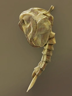 Mückenlarve, SEM