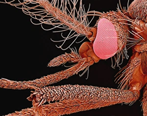 Drucke von Der Kopf eines Moskitos. Farbige Rasterelektronenmikroskopaufnahme (SEM) des Kopfes einer unidentifizierten weiblichen Moskitoart (Familie Culicidae) Bilder Datiert 2001 November: Mücken, SEM