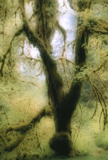 Forest Floor Vegetation Drucke: Moss-covered tree
