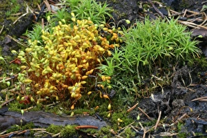 Forest Fire Recovery Drucke: Mosses after forest fire