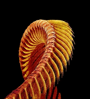 Menschlicher Körper Drucke: Flugmenschantenne, SEM