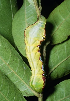 Drucke von Der Rindenwurzelkäfer (Larve einer Schmetterlingsspinne) auf einem Pflanzenstamm. Die Augenflecken, die sich der Kopfkopfhaltung entgegen stellen, dienen dazu zu ängsten oder stören Beutelräuber Bilder Datiert 2006 Dezember: Wurmerwurmkäferpilz