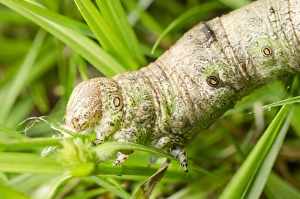 Bilder Datiert 8. März 2013: Wespenraupial auf Gras