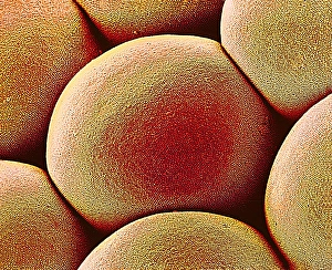 Compound Eye Structure Drucke: Moth eye lens, SEM