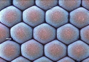 Scanning Electron Microscopy Images Drucke: Moth eye, SEM