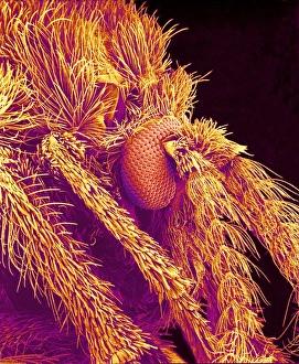 Compound Eye Insect Drucke: Moth fly head, SEM