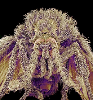 Compound Eyes Insect Drucke: Moth fly, SEM