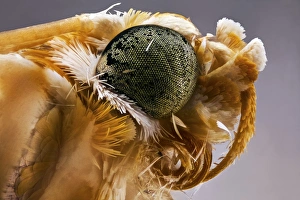 Compound Eye Anatomy Drucke: Moth head C018 / 2430
