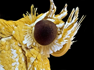 Insect Anatomy Drucke: Moth head C018 / 2431