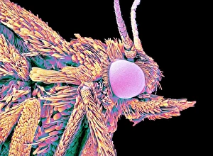 Insect Antennae Structure Drucke: Moth head, SEM