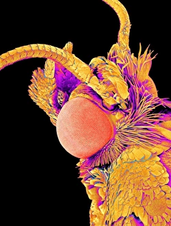 SEM Images Of Insects Drucke: Moth head, SEM C015 / 8071