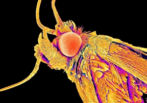 Compound Eyes SEM Drucke: Moth head, SEM C015 / 8072