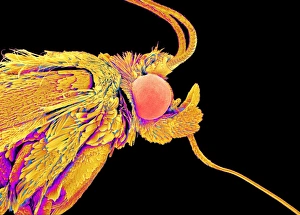 Compound Eyes SEM Drucke: Moth head, SEM C015 / 8073
