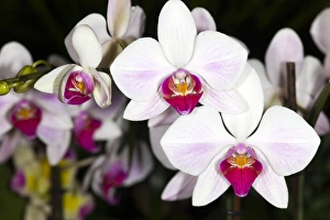 Orchid Photography Drucke: Moth orchids