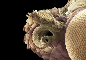 Compound Eye Structure Drucke: Moth proboscis and eye, SEM