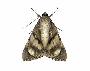 Butterfly And Moth Pictures Drucke: Moth underside C016 / 2318