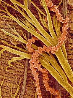 Drucke von Die Innenseite eines Schmetterlings. Skanningelektronenmikroskopbild der Trachea und Malpighi-Röhren von einem Schmetterling (Ordnung Lepidoptera) Bilder Datiert 2004 September: Innenausstattung der Motten
