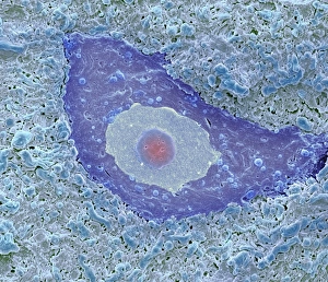 Central Nervous System Cells Drucke: Motor neuron, SEM