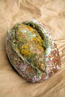 Mouldy Bread Drucke: Mouldy bread roll
