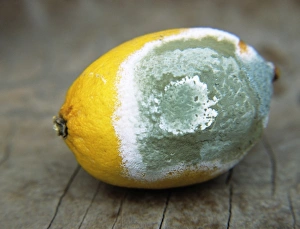 Bilder vom 18. August 2004: Gekrümmter Limettensaft