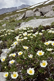 Mountain Avens Drucke: Mountain Avens