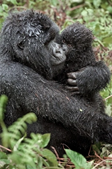 Baby Gorilla Drucke: Mountain gorilla and infant