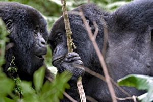 Rwanda Wildlife Photography Drucke: Mountain gorillas interacting
