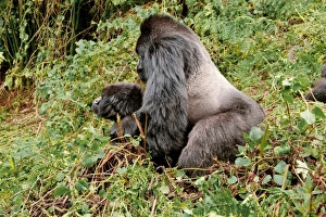Drucke von Gorillae Berings (Beringei beringei) paarung. Der reifere Männchen führt die Herde und wird als Silberbuck bekannt wegen der Fellfarbe auf seinem Rücken Bilder Datiert 2012 November: Gorillen im Berg, sich paaren