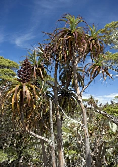New Zealand Native Plants Drucke: Mountain grass tree
